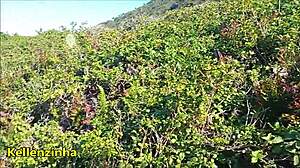 Wow! Fucking hard on the nudist beach in Santa Catarina, Brazil, with huge cock and natural tits!