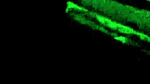 Hey, look at these wet legs in the police scene.