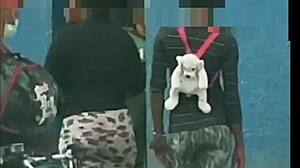 In cheap streets, sluts get picked for creampie compilations.