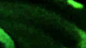 Bbc Monster Cock Joi Jerking Off With Big Cumshot On Balls