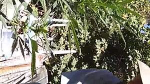 Hot suck and fuck in the 420 patch, guys getting wild with oral and anal.