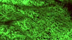 Redhot Fox gets wild! 🔥