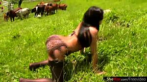 Brunette Trans In Leopard Lingerie Outdoors