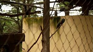 Ever seen a footballer bang a mature woman in an African tourist park? Public deepthroat and quickie caught on cam!