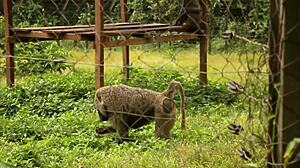 Ever seen a footballer bang a mature woman in an African tourist park? Public deepthroat and quickie caught on cam!
