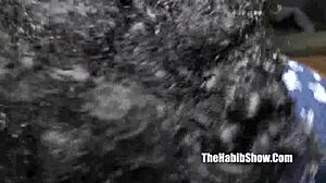 safari tiger subtly taken by bbc gangbang crew