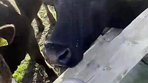 Oh man, I feel so free just chattin' with cows and you, ya know? Like, tattooart blackwork is my vibe d-