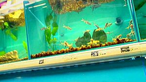 Fucking big tits milf in anal deepthroat and doggystyle