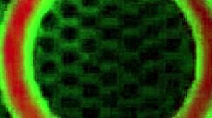 scott rhodes dominates strapped asian milf maxine x tongue-deep!