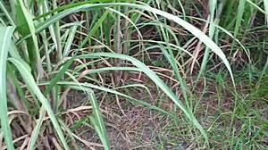 DESI Bhabhi FUCKS Field Lover Boy OUTDOOR