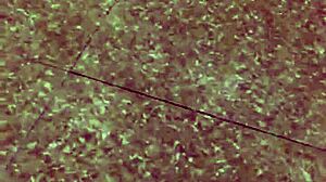 chồng xuống bếp lột quần vợ 1